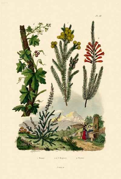 قهوة بوش ، 1833-1839 بواسطة المدرسة الفرنسية